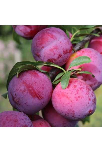 Слива диплоидная Старкинг Делишес